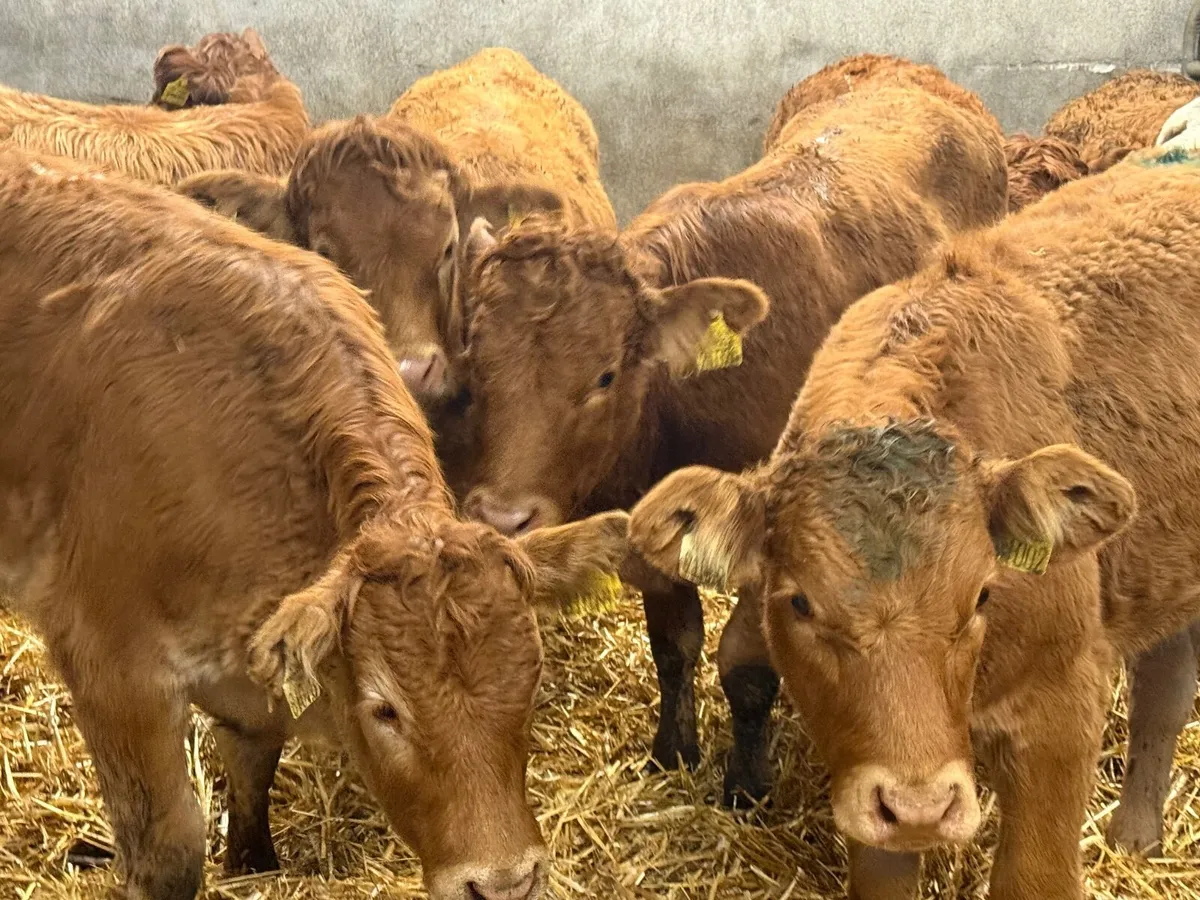 15 SUCKLER BRED LIMOUSINE HEIFERS - Image 1