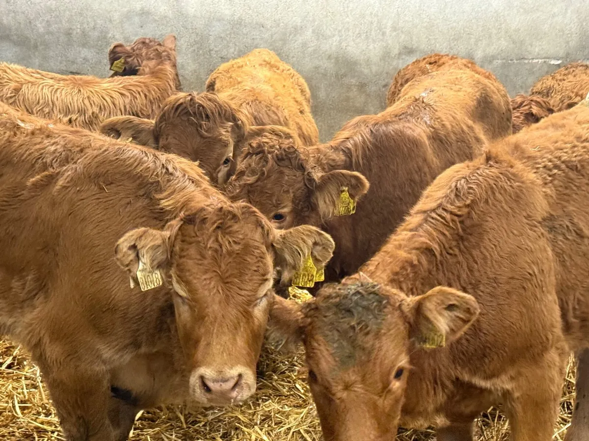 15 SUCKLER BRED LIMOUSINE HEIFERS - Image 2