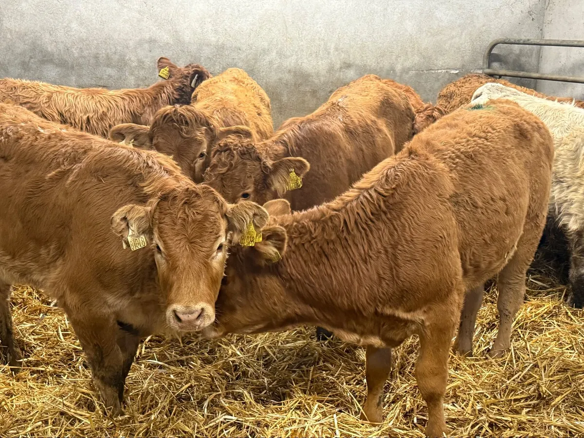 15 SUCKLER BRED LIMOUSINE HEIFERS - Image 3