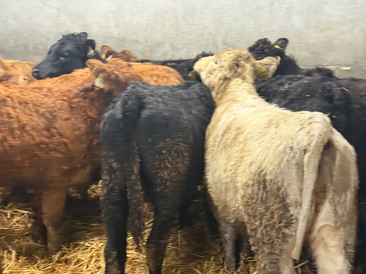 15 SUCKLER BRED LIMOUSINE HEIFERS - Image 4