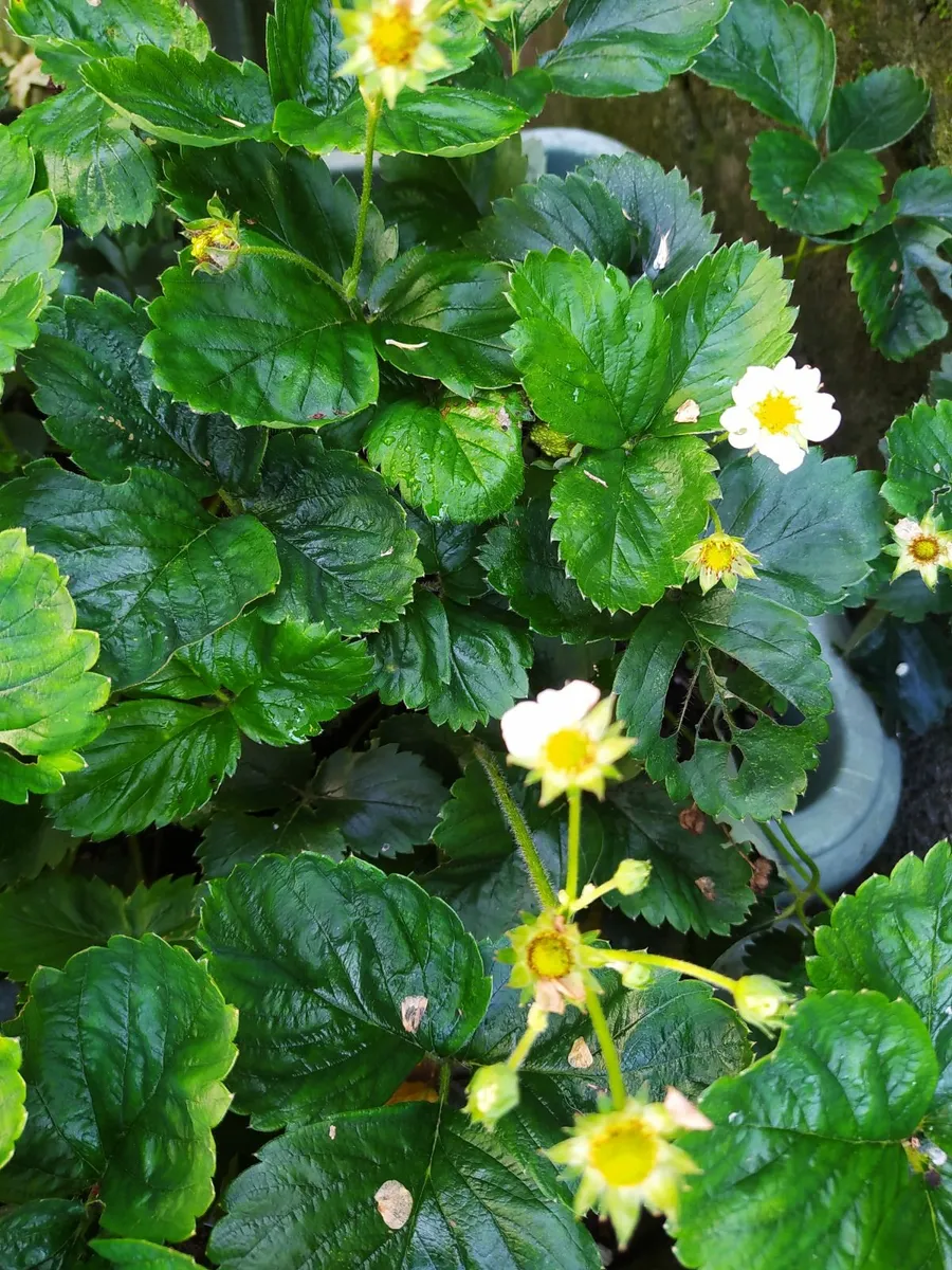 Garden Strawberry plants in the pots