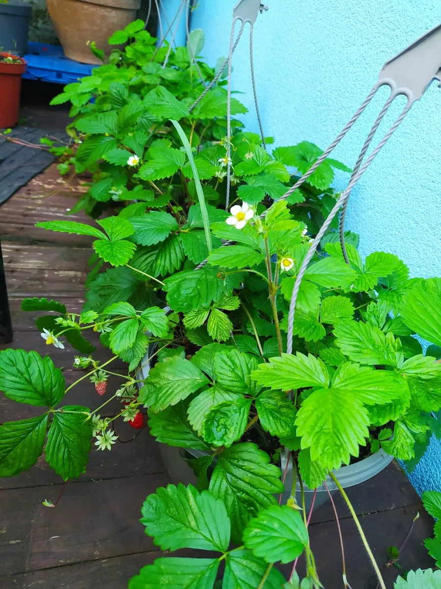 Wild strawberry plants in the hanging pots - Image 1