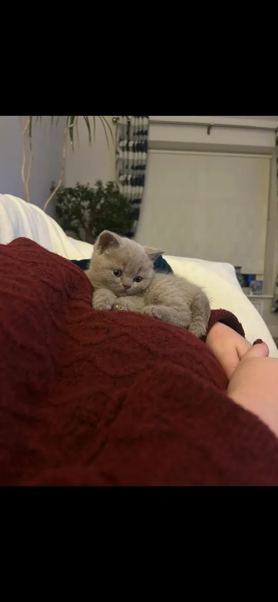 British Shorthair Kittens - Image 2