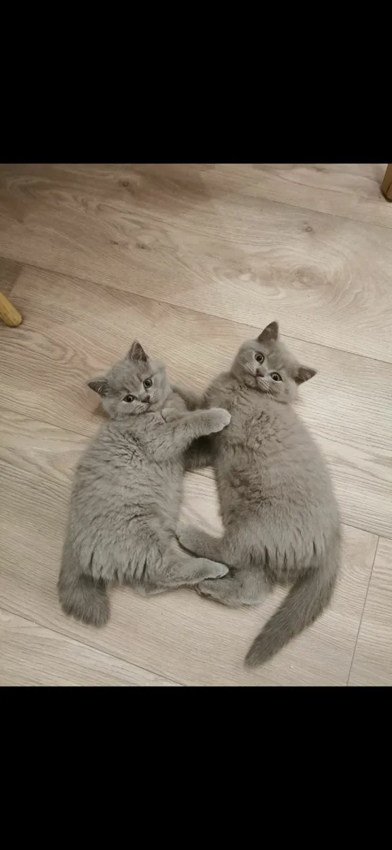 British Shorthair Kittens - Image 3
