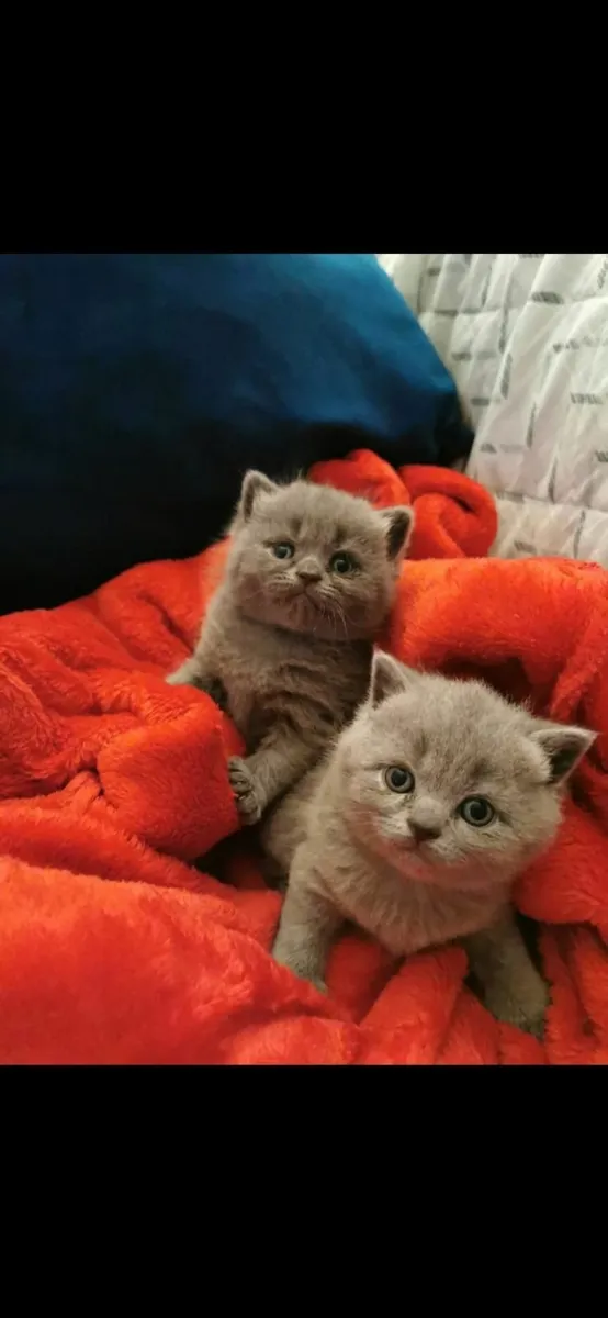 British Shorthair Kittens - Image 1