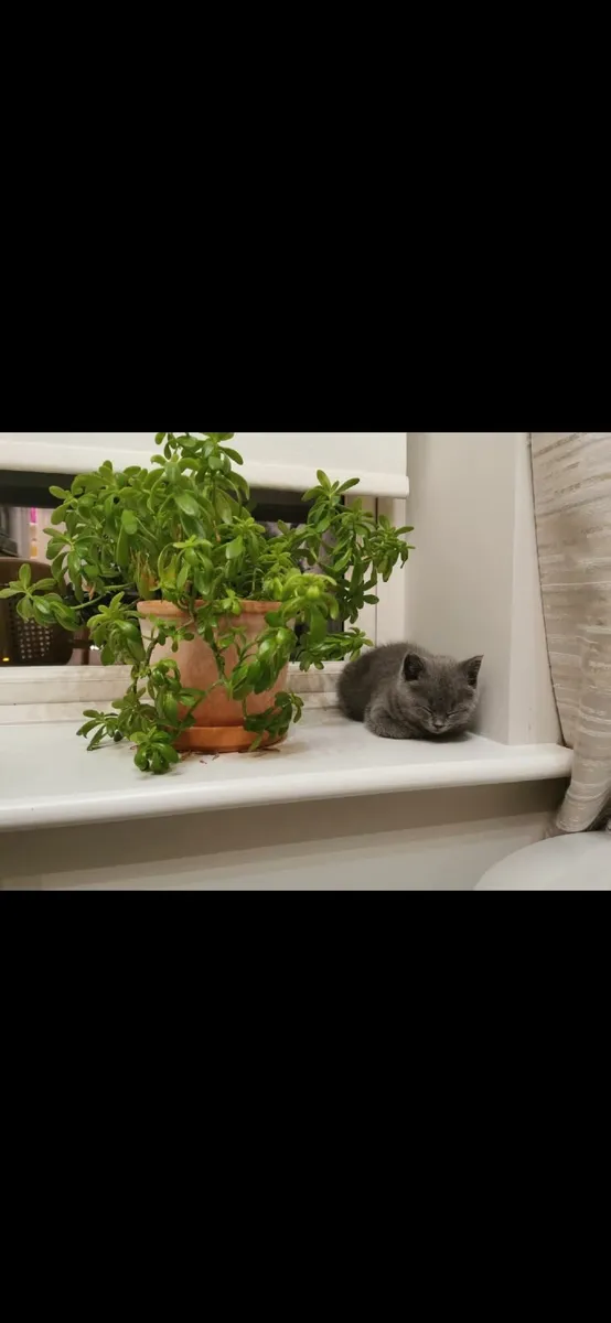 British Shorthair Kittens - Image 4