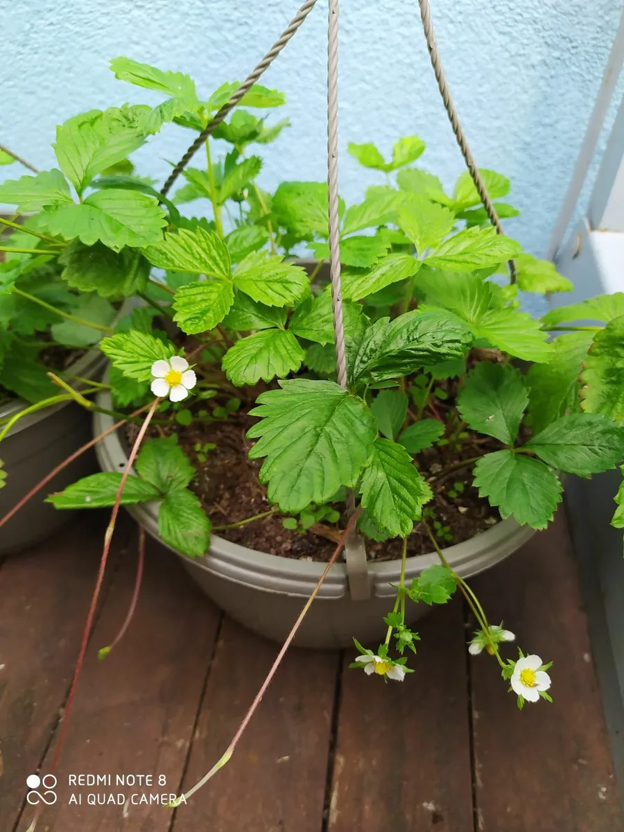 Wild strawberry plants in the hanging pots - Image 2