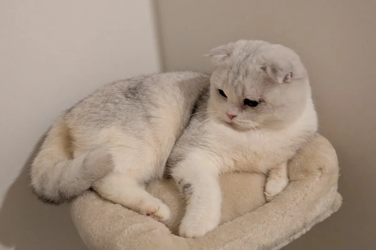 Scottish fold kitten - Image 2