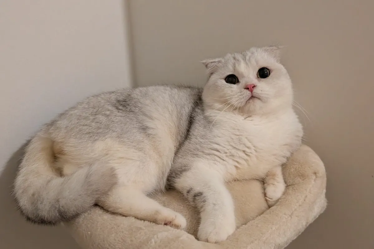 Scottish fold kitten - Image 3