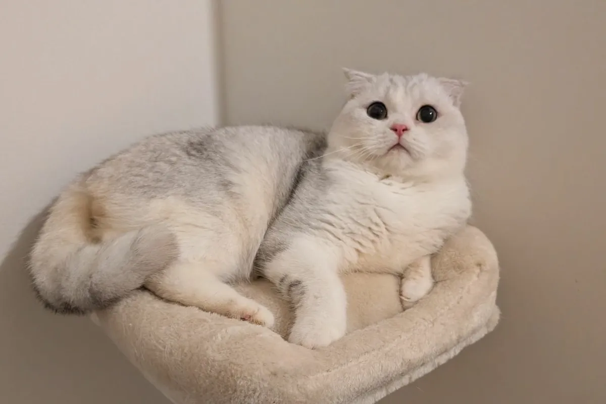 Scottish fold kitten - Image 1