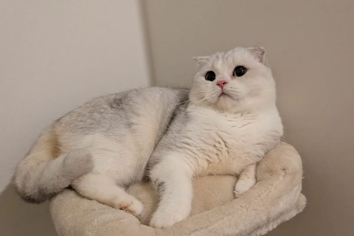 Scottish fold kitten - Image 4
