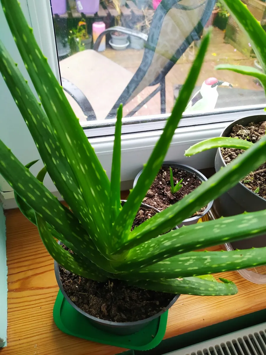 Aloe vera - Image 2
