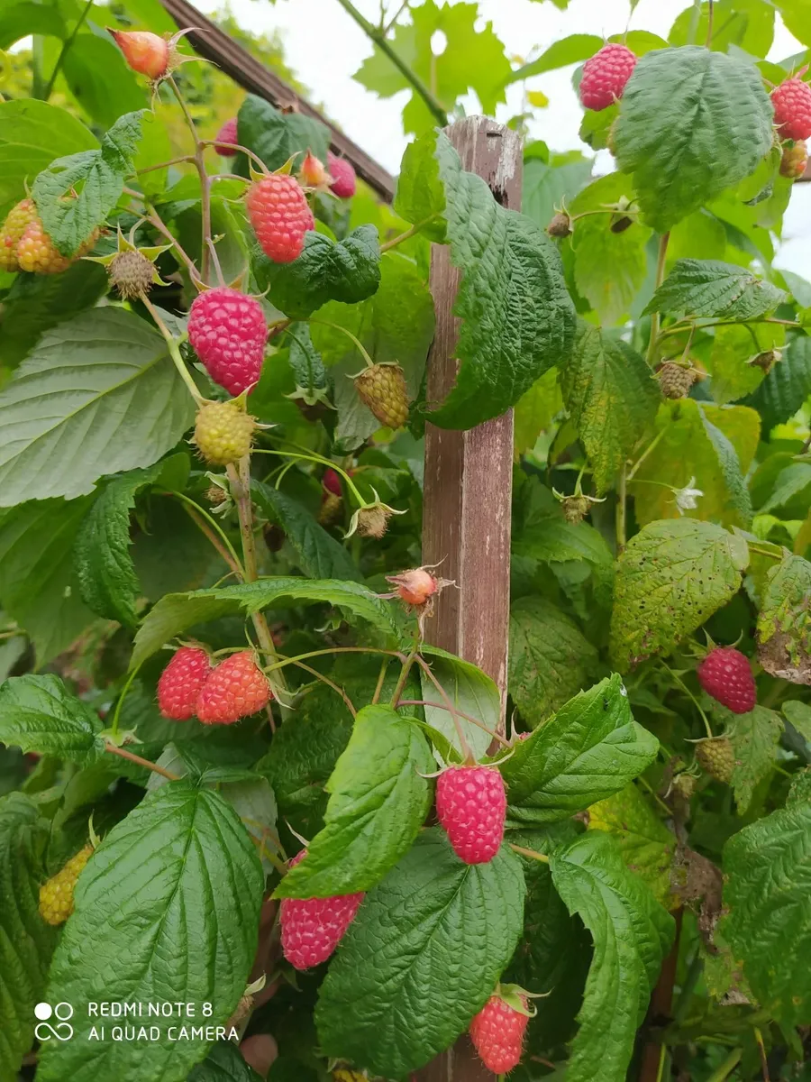 Raspberries bushes - Image 2
