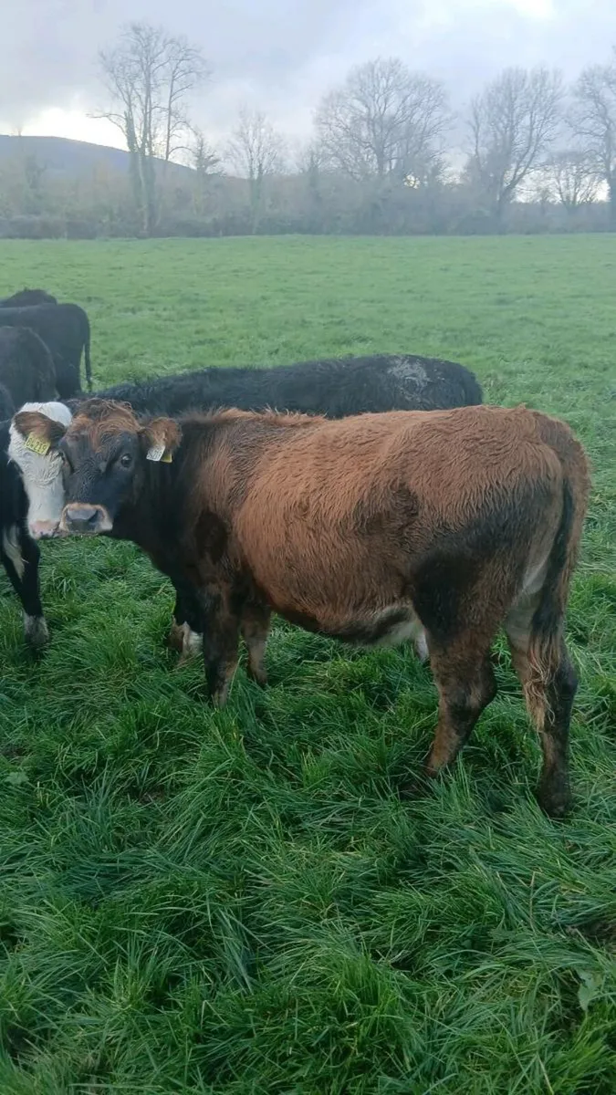 Hereford heifers - Image 1