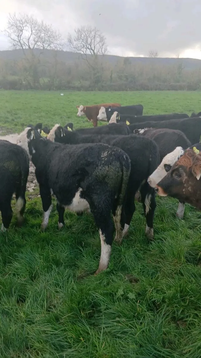 Hereford heifers - Image 2