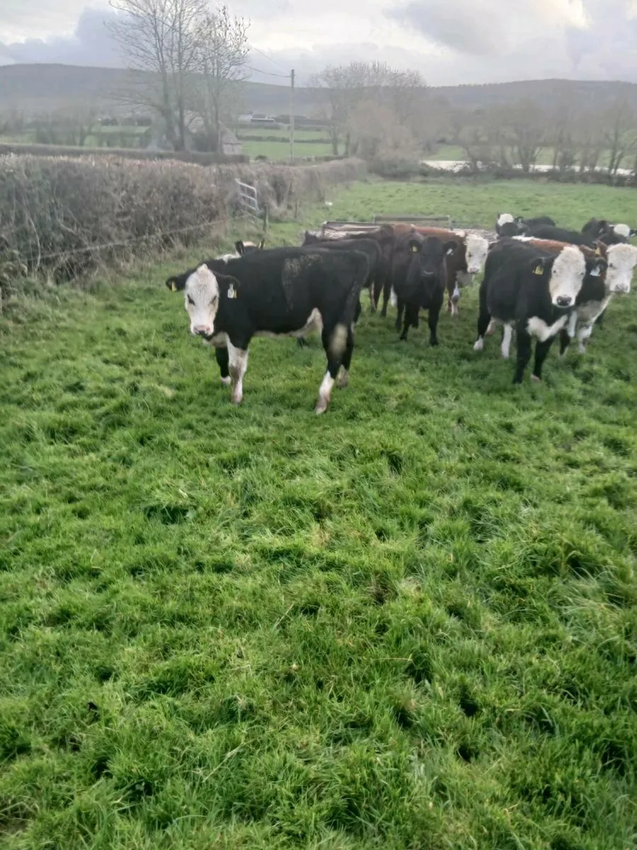 Hereford heifers - Image 3
