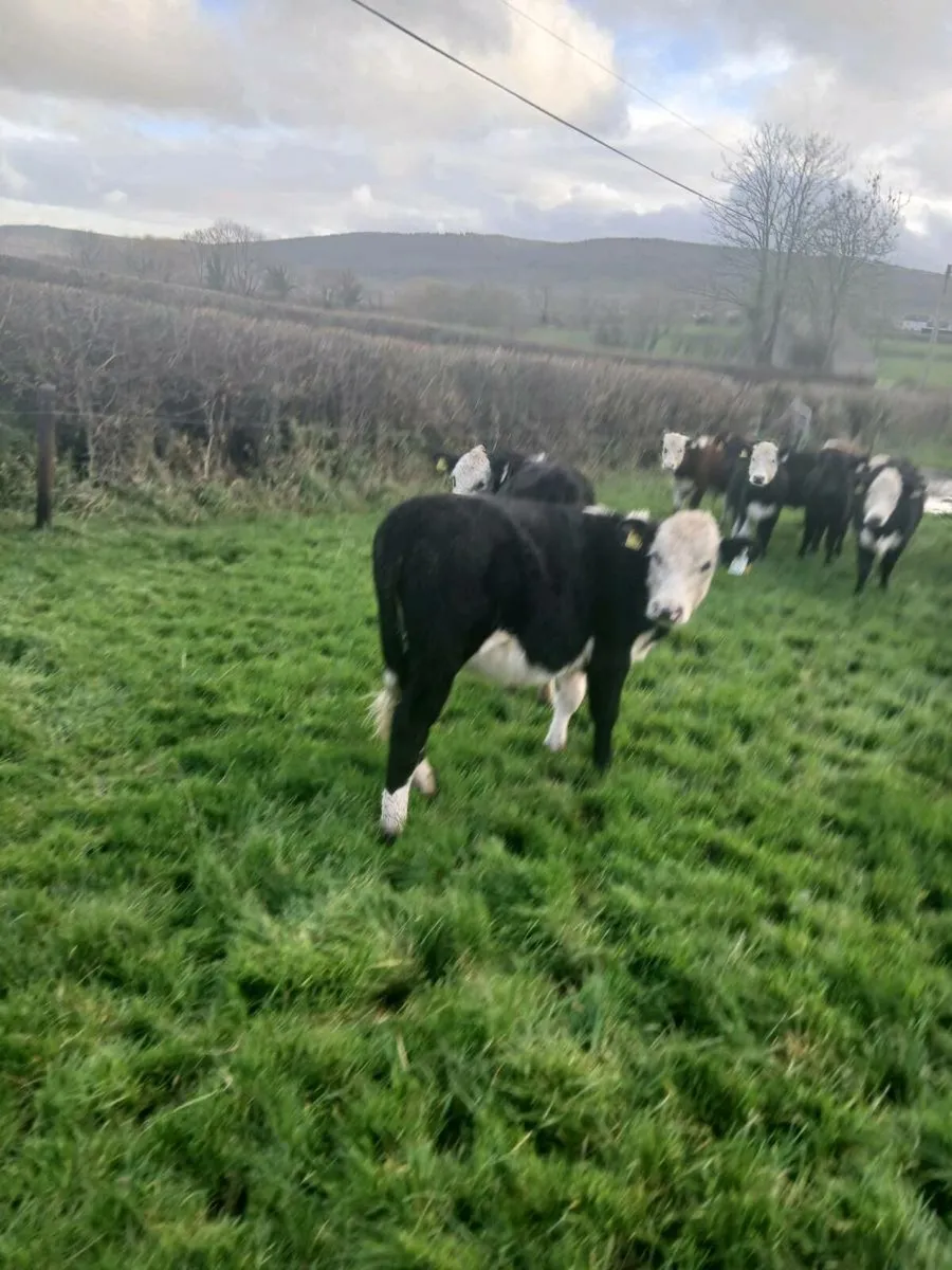 Hereford heifers - Image 4