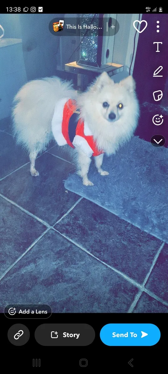 Free to good home - Image 3