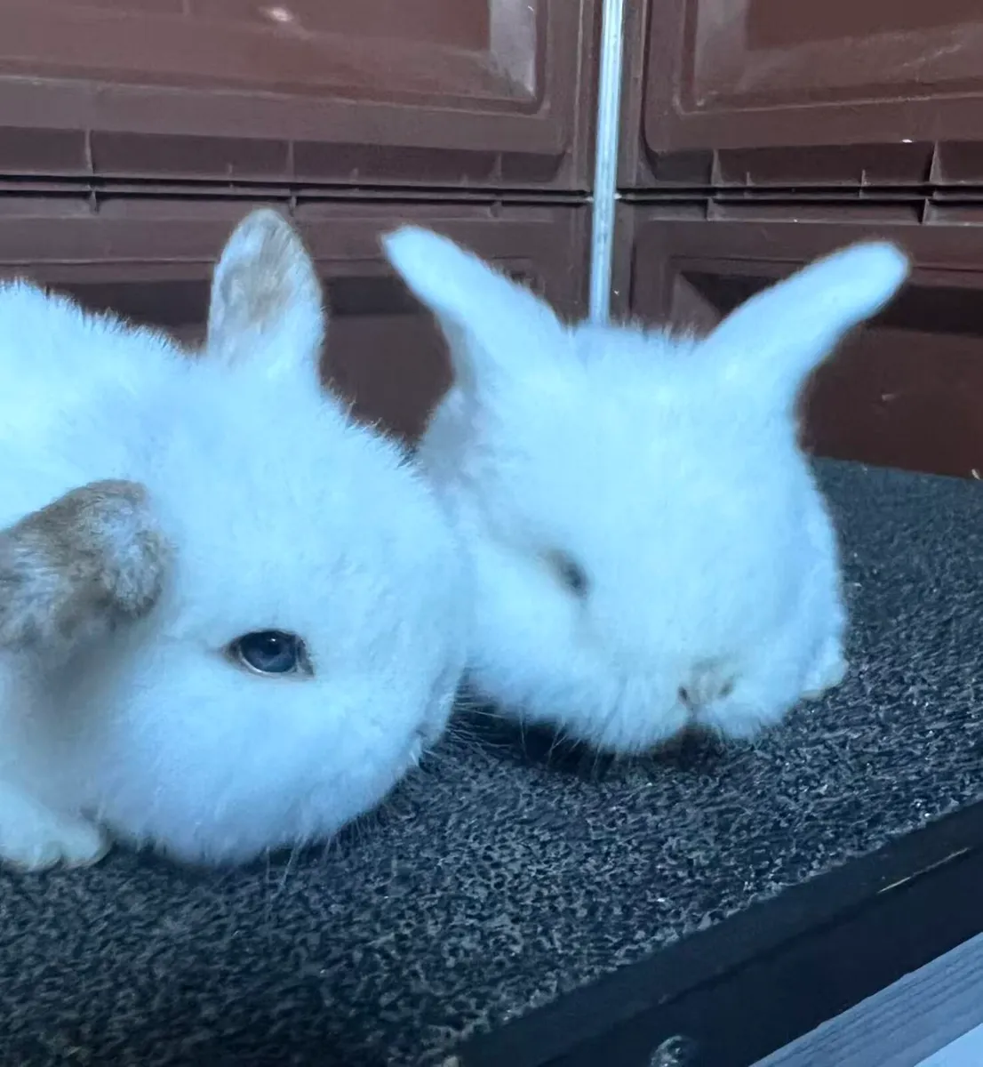 lop-eared rabbits - Image 2