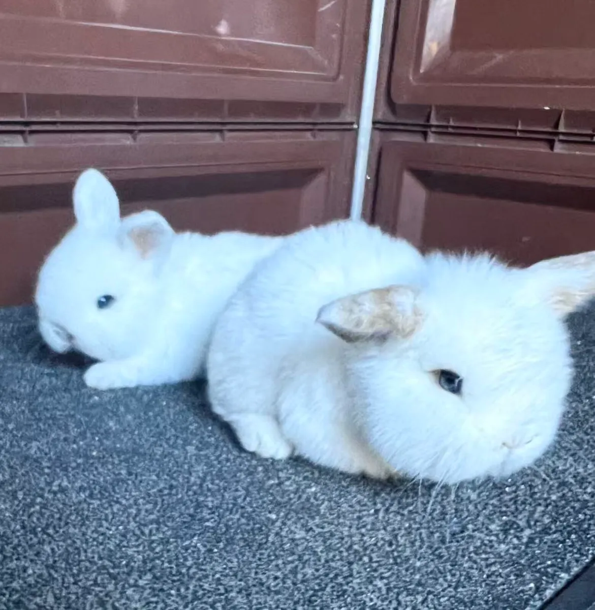 lop-eared rabbits - Image 1