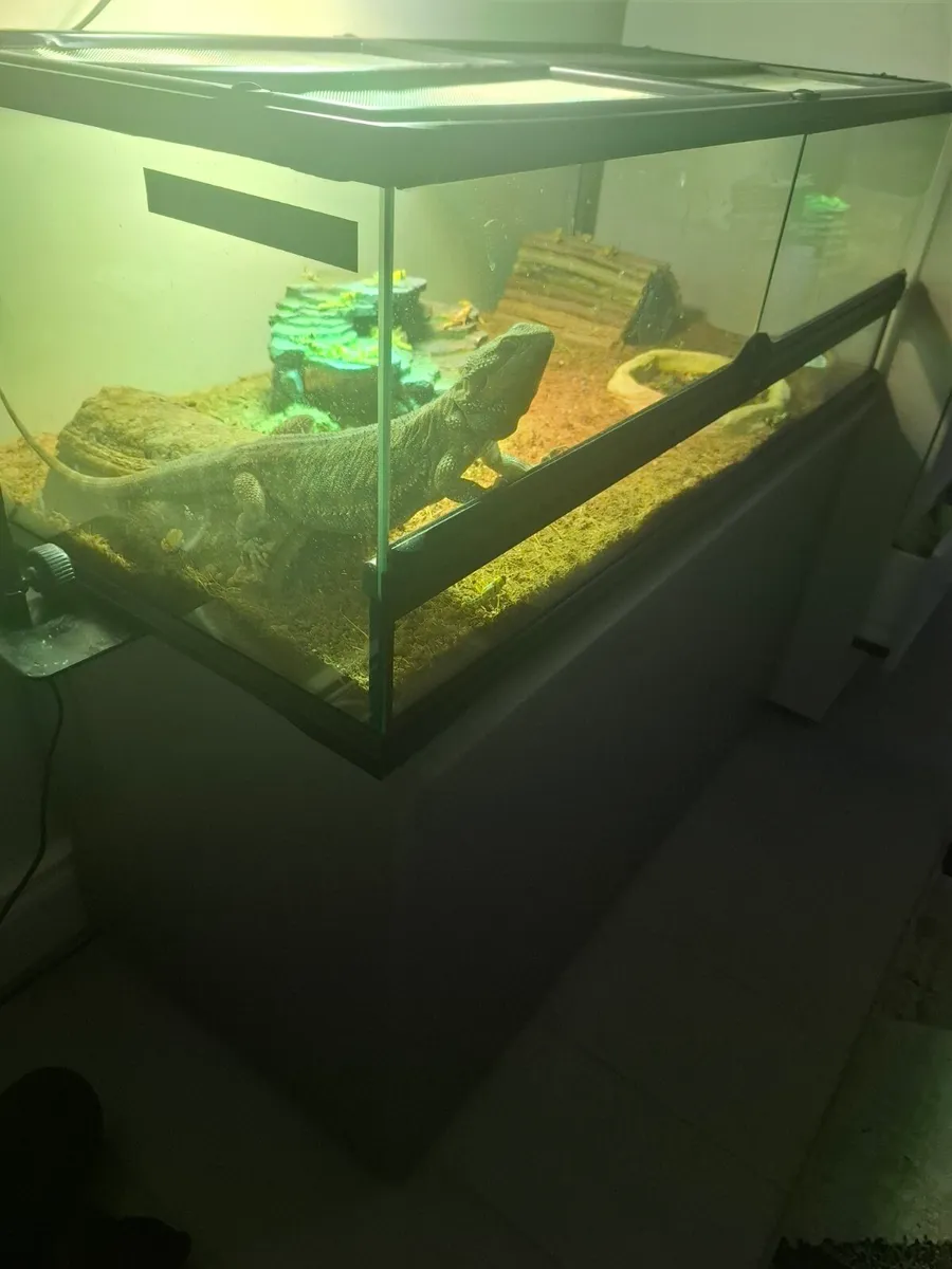 Bearded dragon - Image 2