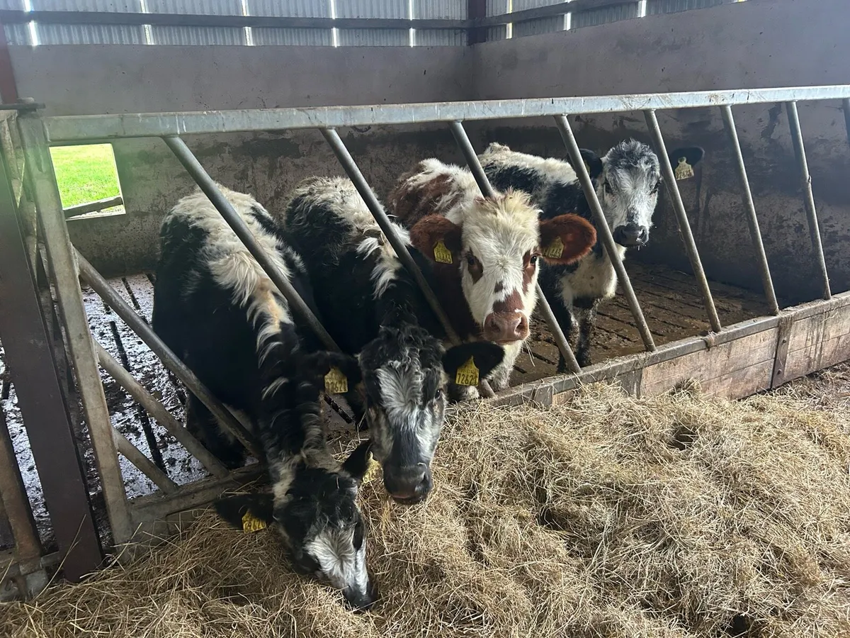 4 lovely cow makers. Specklepark heifers - Image 1