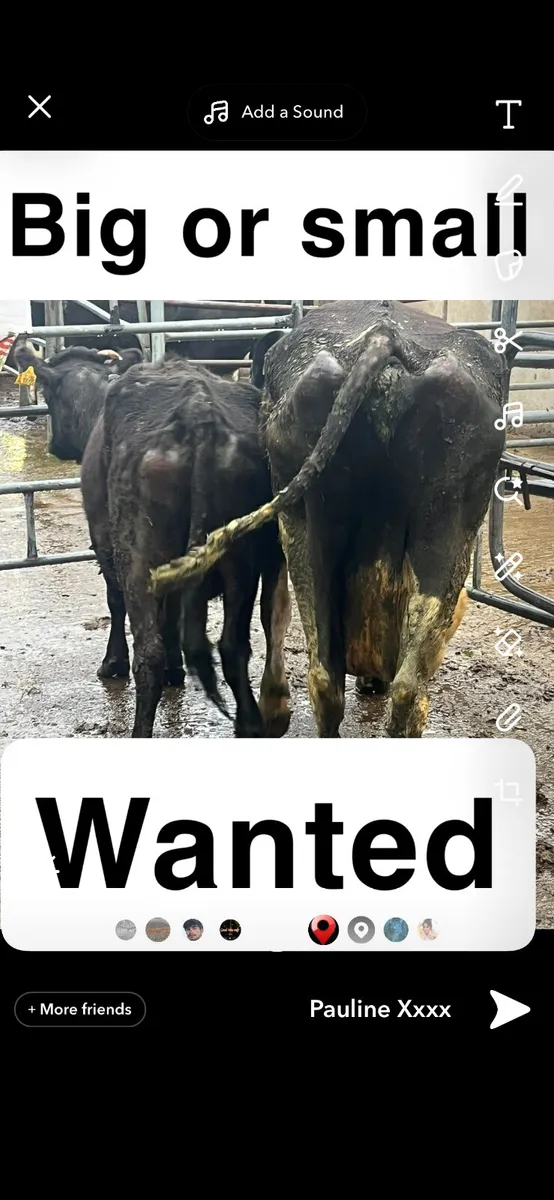 Wanted all cull cows Bulls Cattle
