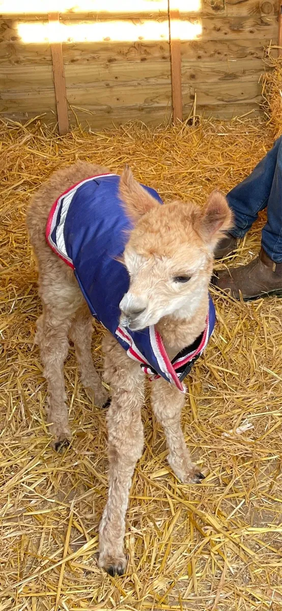 Baby Alpaca