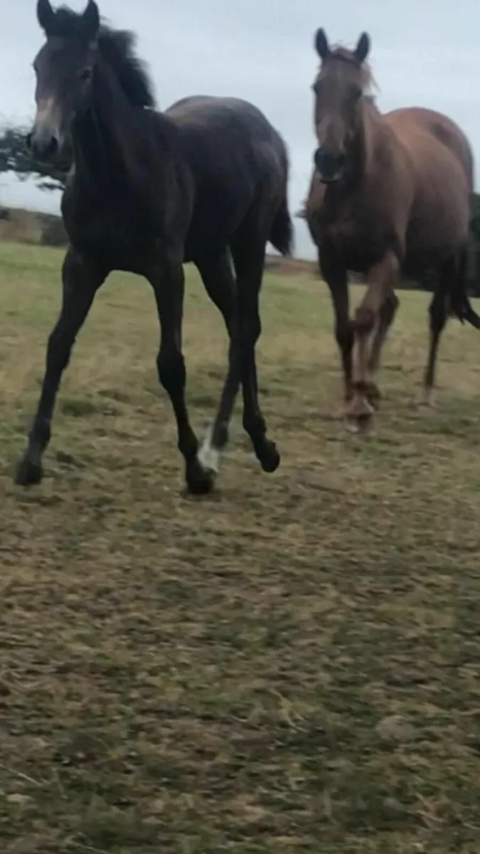 Mare & Foal - Image 1