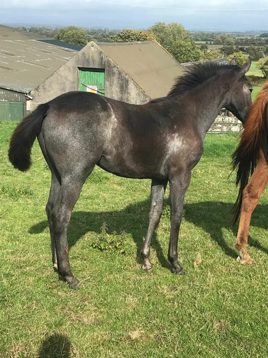 Mare & Foal - Image 2