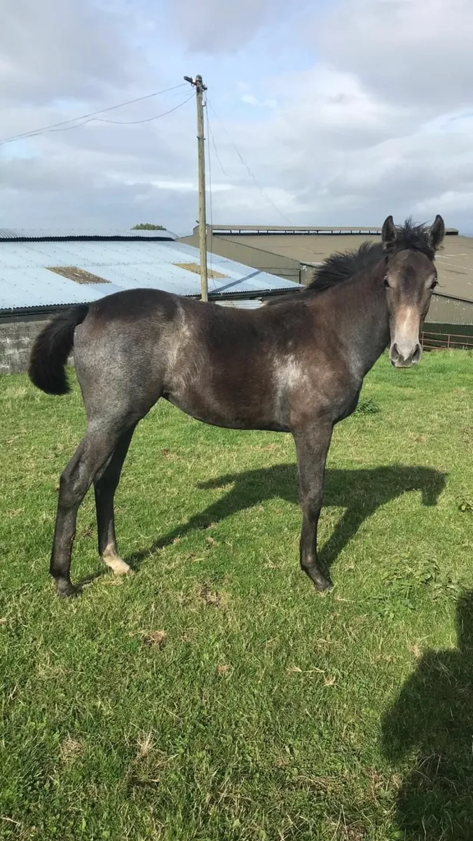 Mare & Foal - Image 3