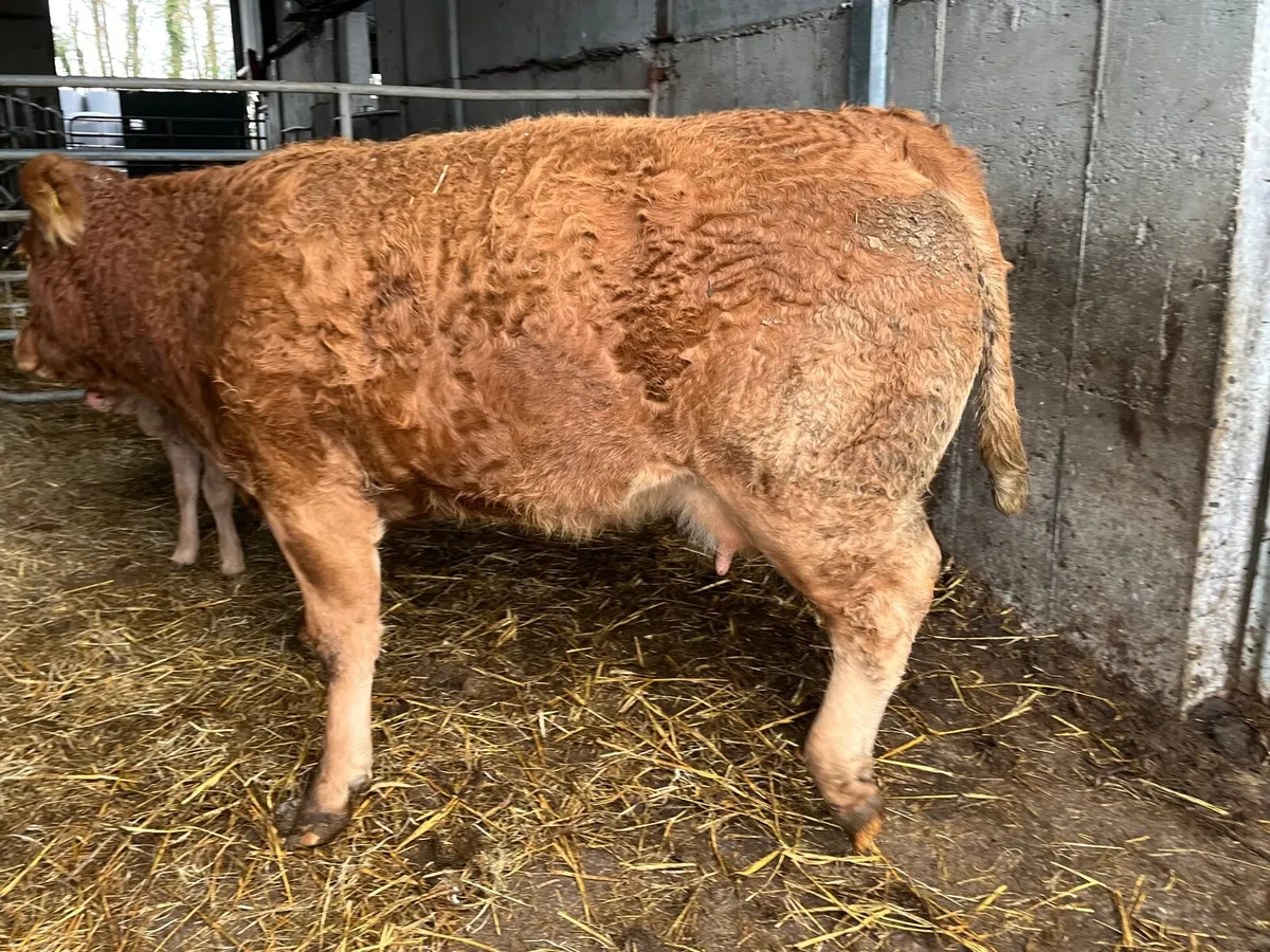 Super quality 5 Star Limousine cow with bull calf - Image 2