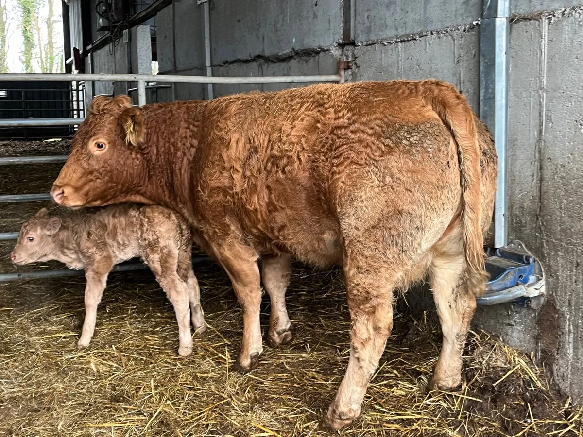 Super quality 5 Star Limousine cow with bull calf - Image 4