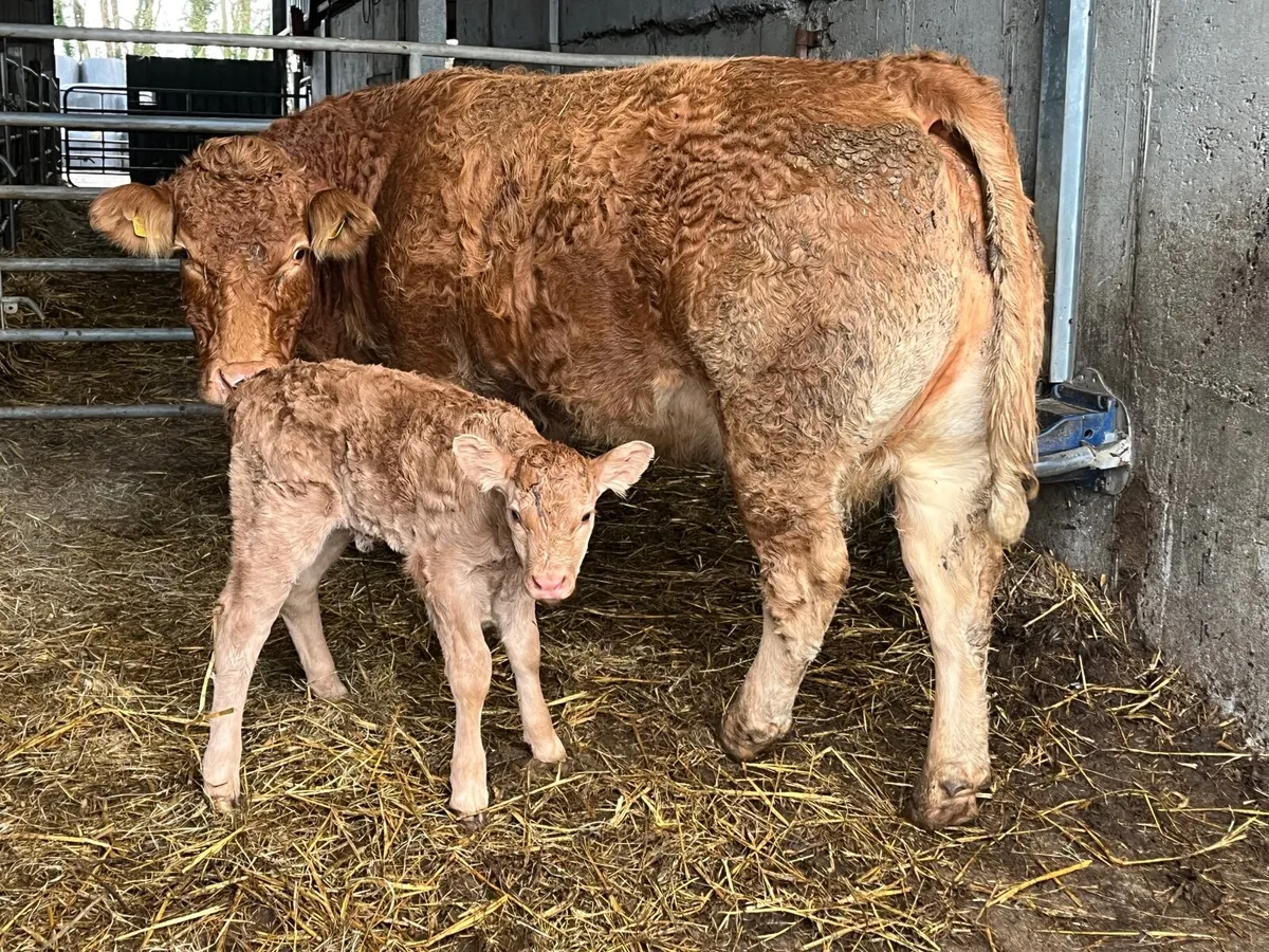 Super quality 5 Star Limousine cow with bull calf - Image 1