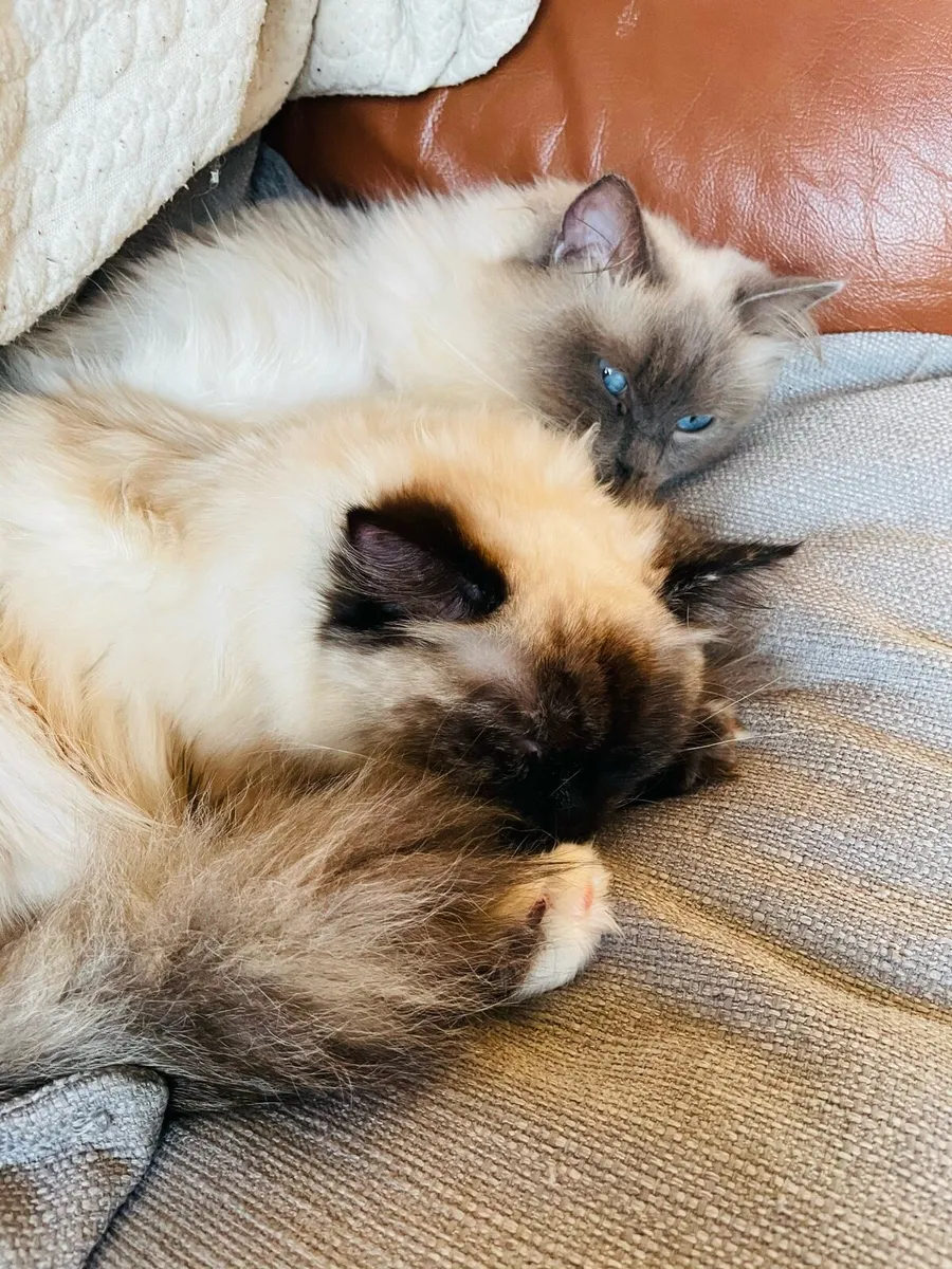 Bonded Ragdoll pair - Image 2