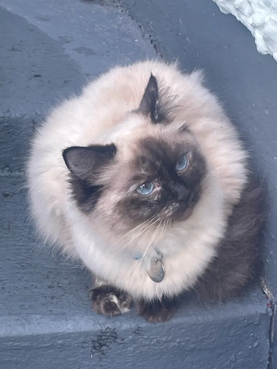 Bonded Ragdoll pair - Image 3