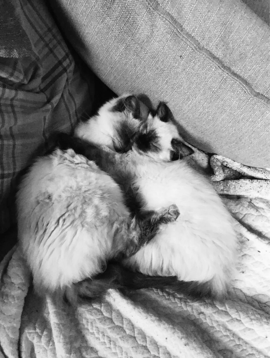 Bonded Ragdoll pair - Image 1