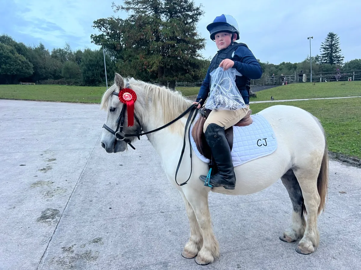 4yr old super pony with potential & sji points - Image 4