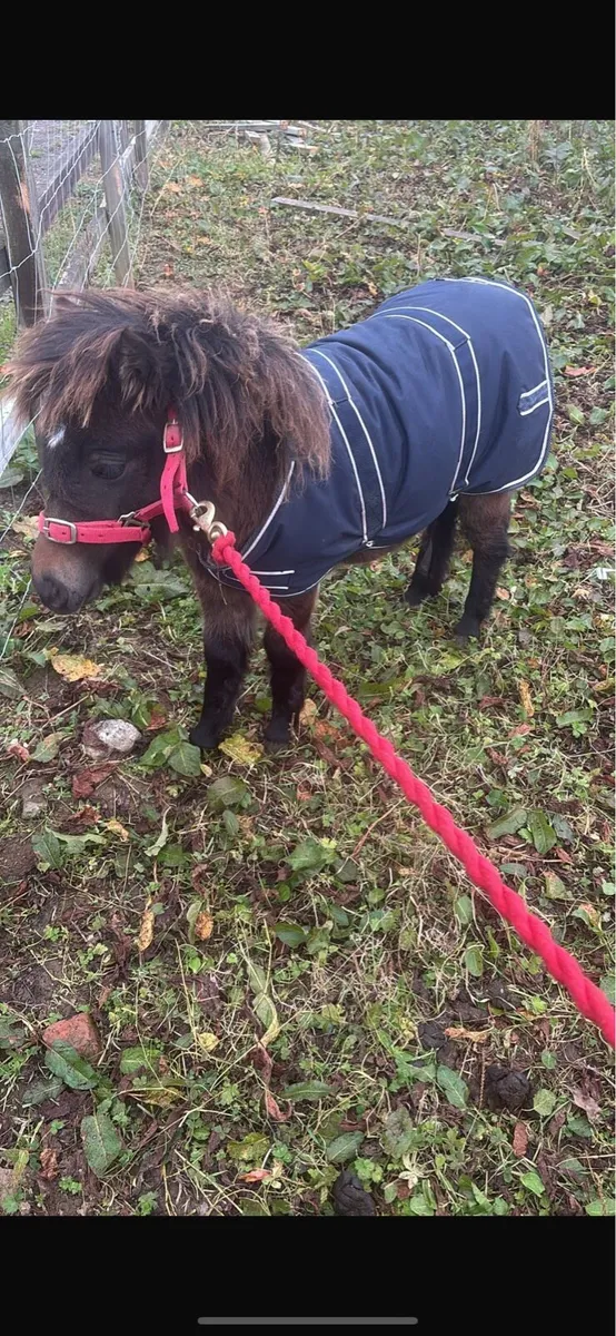 Falabella filly - Image 3