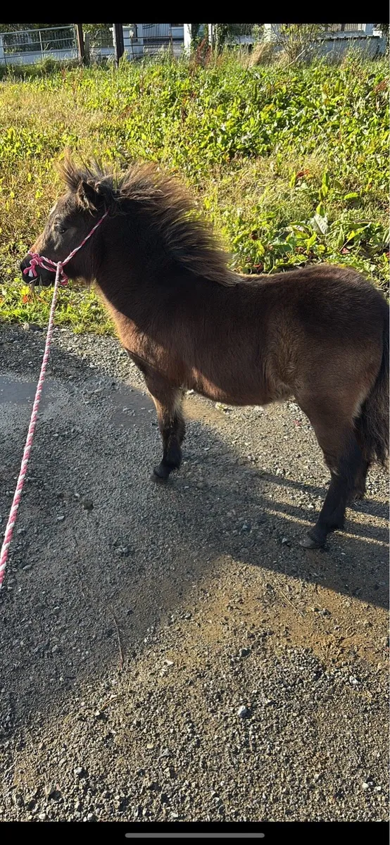 Falabella filly - Image 2