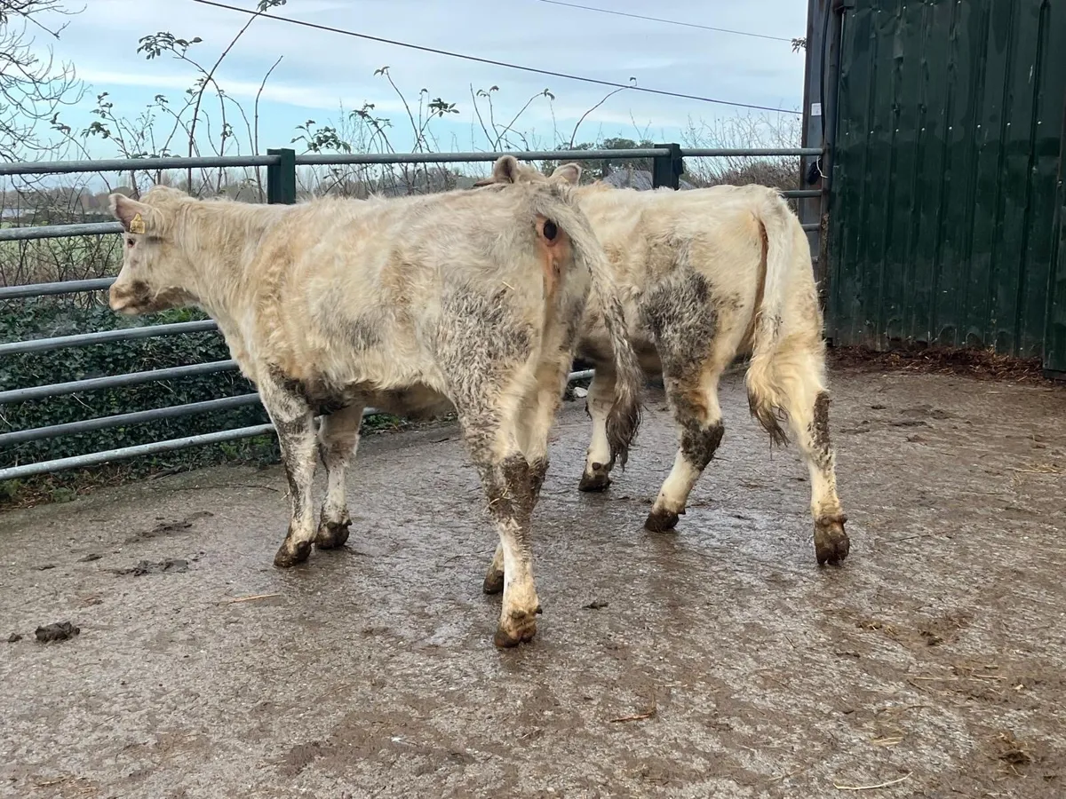 2 pedigree registered shorthorn heifers - Image 2