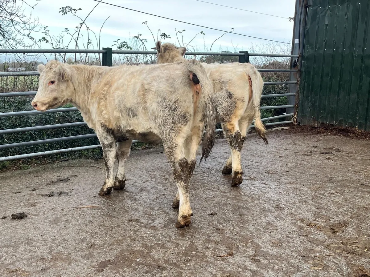 2 pedigree registered shorthorn heifers - Image 3
