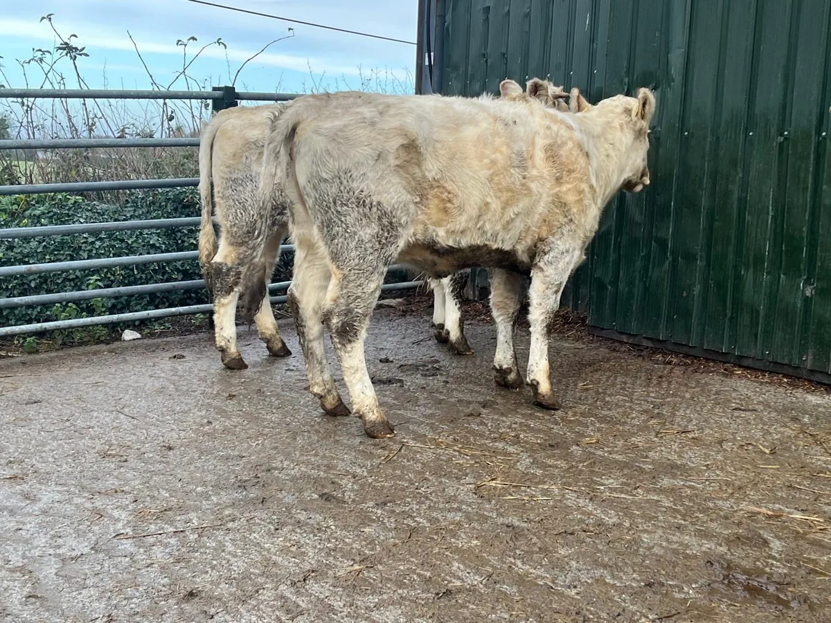 2 pedigree registered shorthorn heifers - Image 4