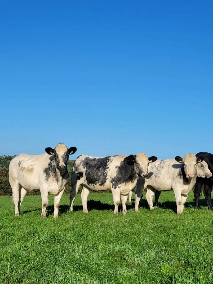 *** 10 Belgian Blue and Limousin Heifers*** - Image 2