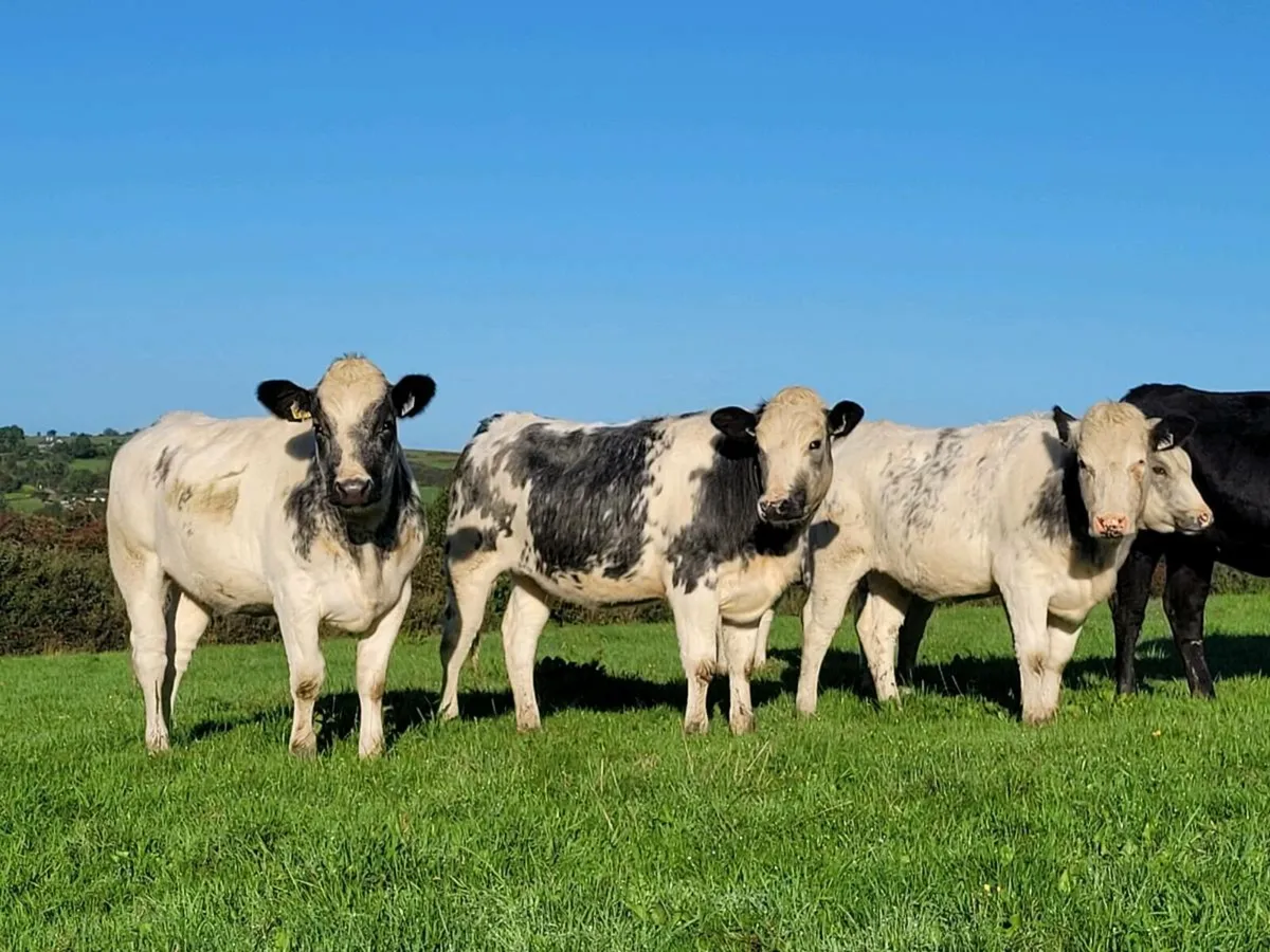 *** 10 Belgian Blue and Limousin Heifers*** - Image 1