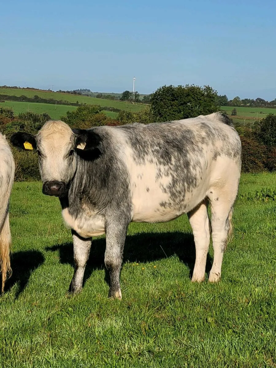 *** 10 Belgian Blue and Limousin Heifers*** - Image 3
