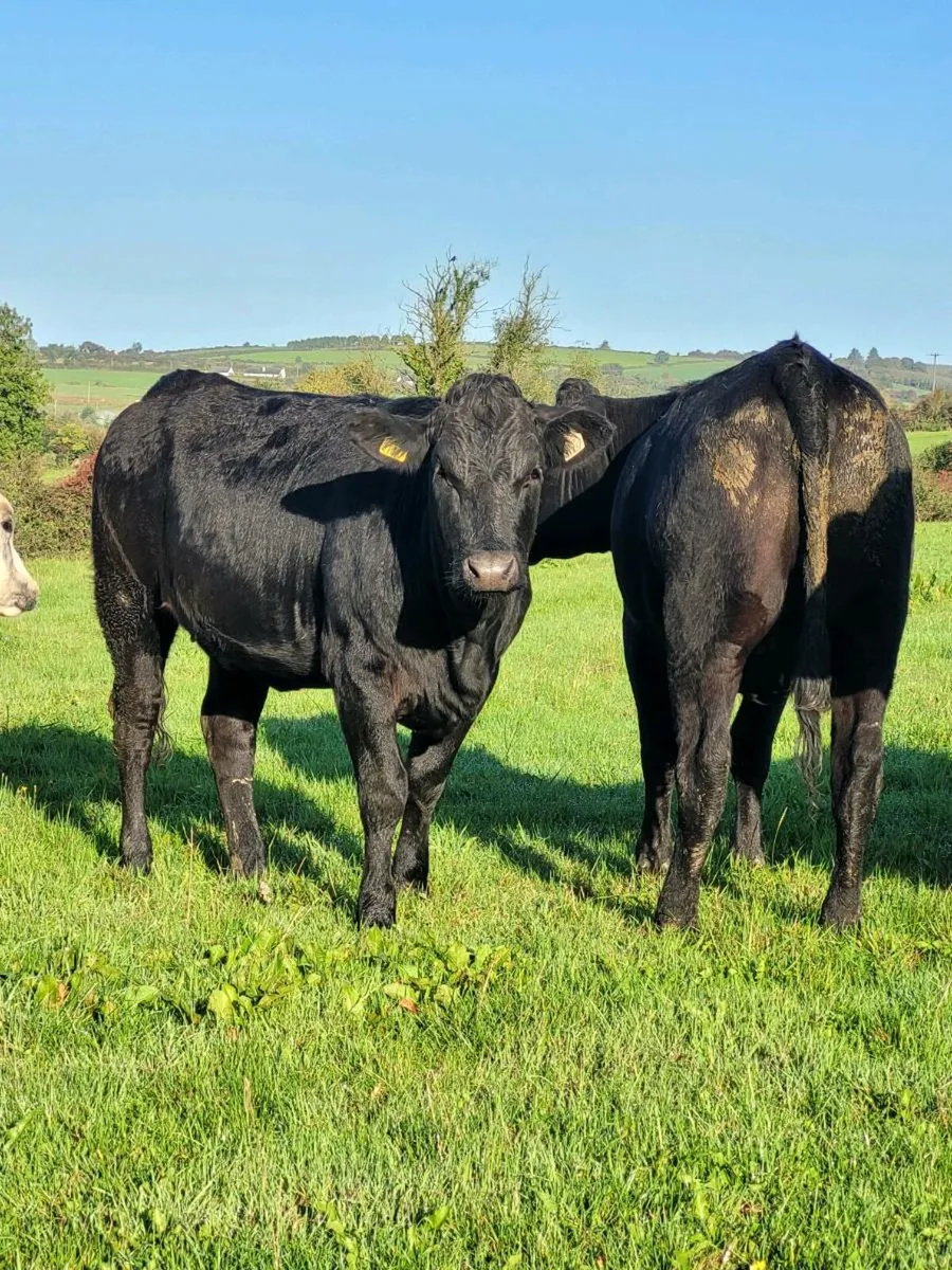 *** 10 Belgian Blue and Limousin Heifers*** - Image 4