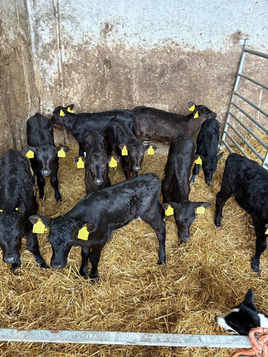 10 Aberdeen Angus heifer calves - Image 2