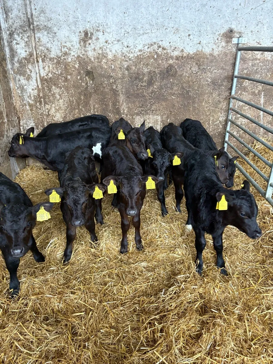 10 Aberdeen Angus heifer calves - Image 3