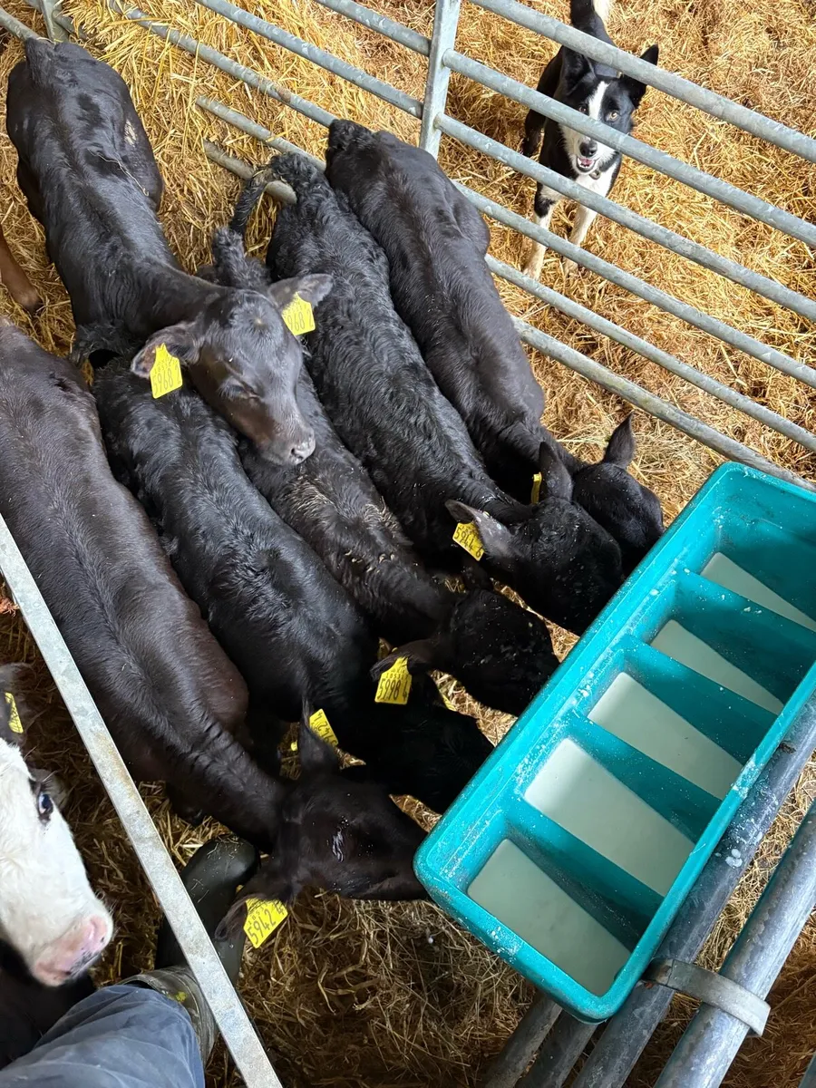 10 Aberdeen Angus heifer calves - Image 4